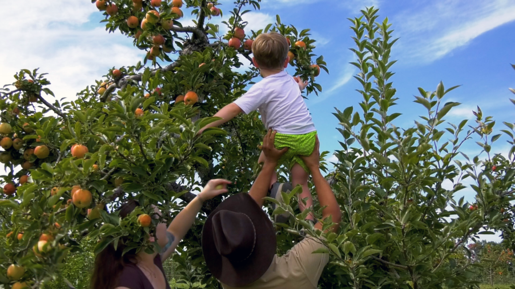 Jacksons Orchard Applefest Featured Image
