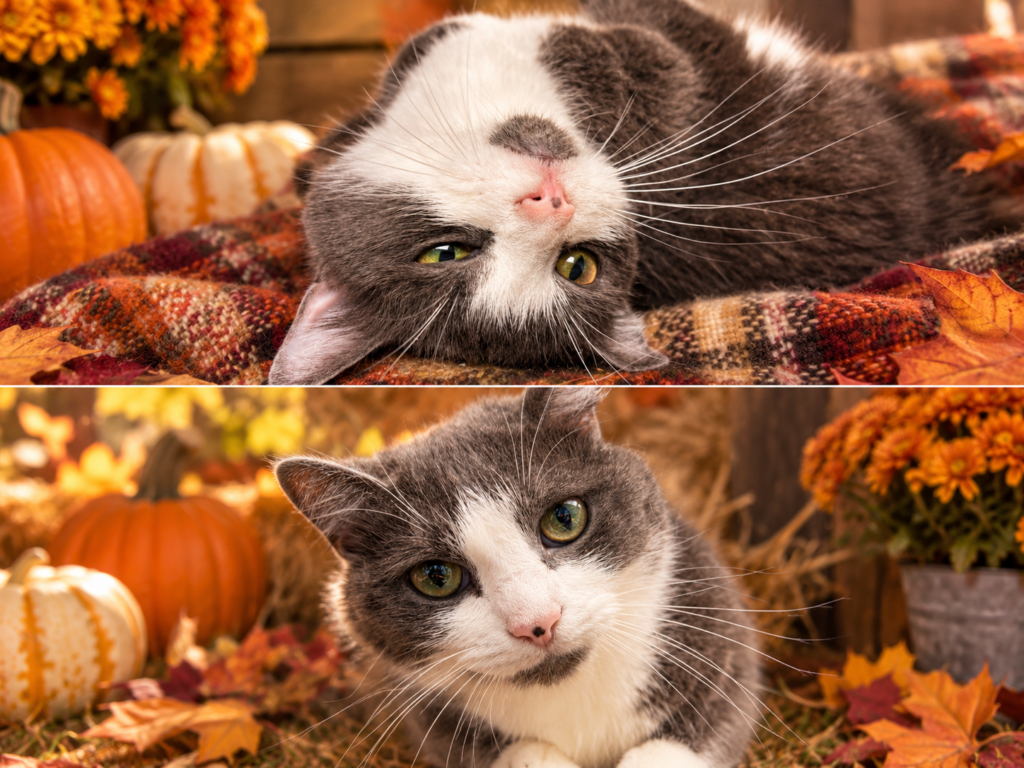 CHURCH - PET OF THE DAY