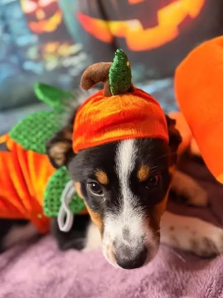 Mia - pet of the day