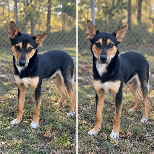 pet of the day: buddy