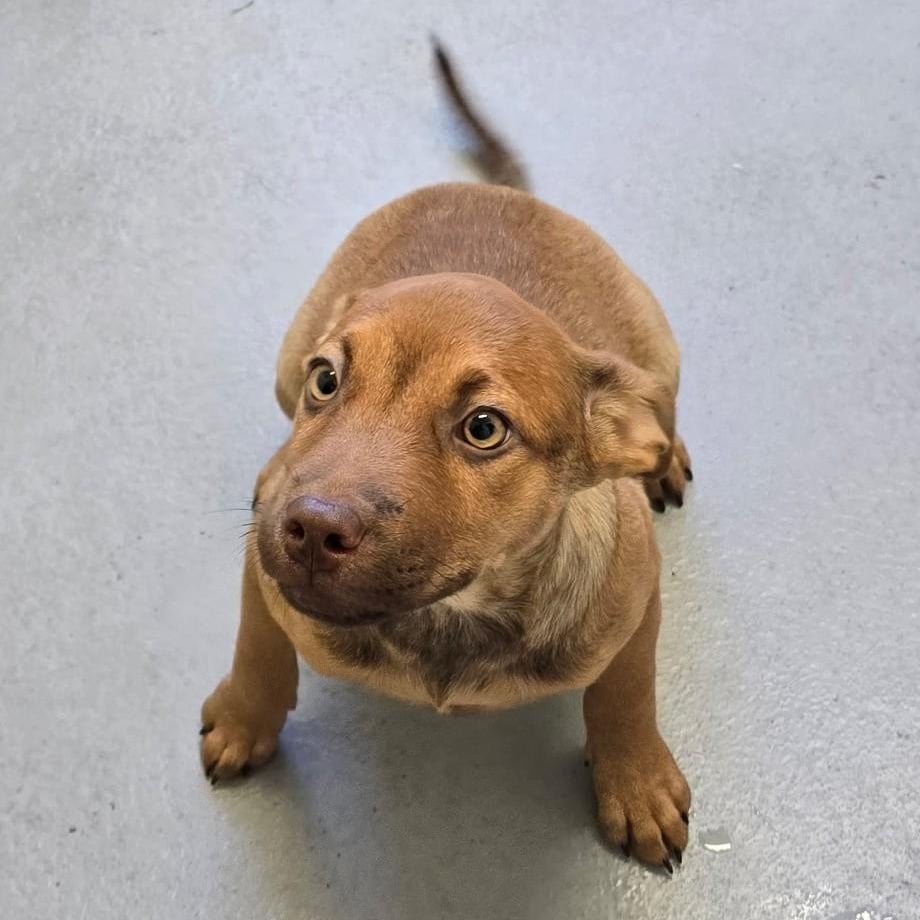 Ember - pet of the day
