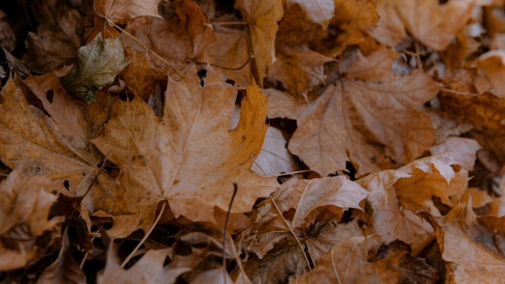 Photo Resize 2026 10 28t163242915