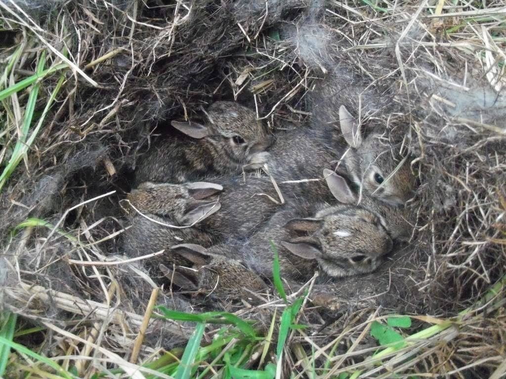 Rabbits