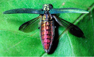 Emerald Ash Borer