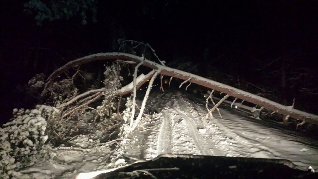 Tree blocks stretch of KY 192 west of London in Laurel County after snowstorm 1-22-16