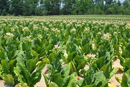 A tobacco farmer in Kentucky has pleaded guilty to conspiring to submit false claims on crop insurance policies.