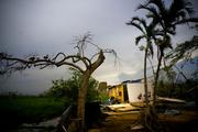 Ducks perch on the branch of a tree next to a home destroyed by Hurricane Maria in Toa Baja
