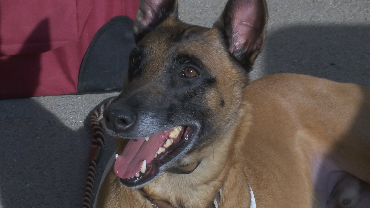 Lexington Legends add a bat dog to their roster - WTVQ