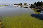 Algae floats in the water at the Maumee Bay State Park marina in Lake Erie in Oregon