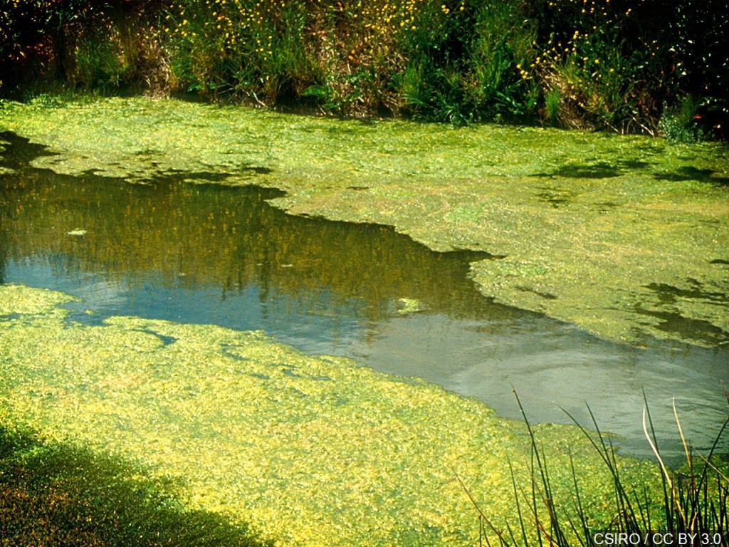 organizers of Sunday's 2019 Ironman Louisville says current algal levels could impact the swim.