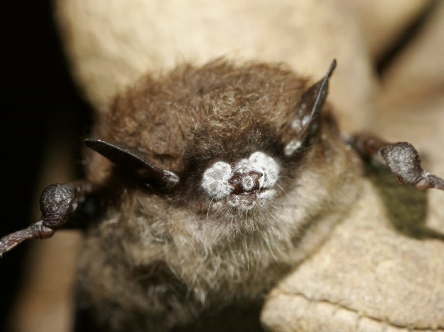 White Nose