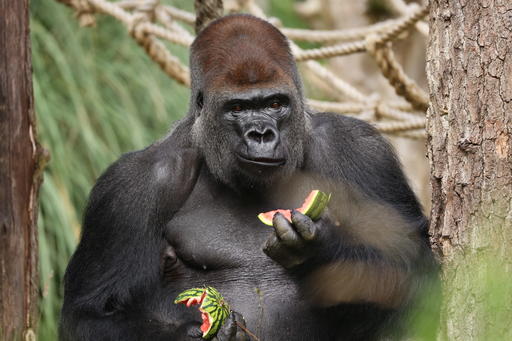 In this undated photo provided by ZSL on Friday
