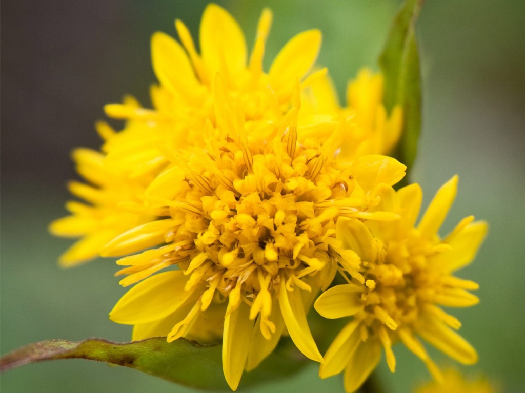 Goldenrod