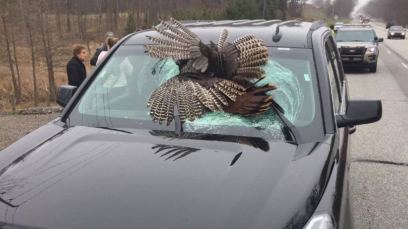 Wild turkey flies into car windshield in Indiana