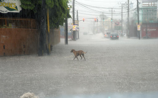 A dog crosses a street under heavy rain in downtown Kingston