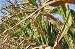 Another Kentucky farmer admits crop insurance fraud