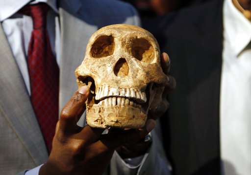 A replica skull of a species belonging to the human family tree whose remnants were first discovered in a South African cave in 2013 is held at the unveiling at the Maropeng Museum