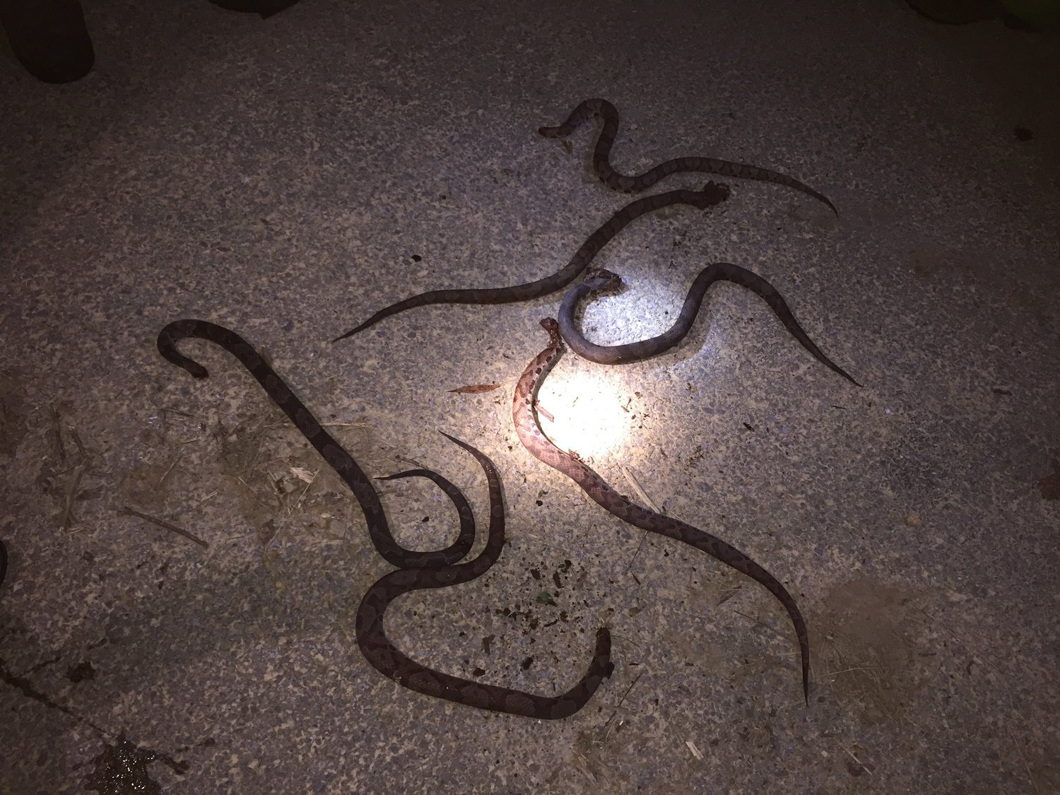 Six venomous snakes killed on Kentucky Power service call ABC 36 News