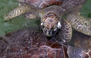 A sea turtle that had been held at the Animal Rehabilitation Keep in Port Aransas