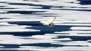 A polar bear steps out of a pool while walking on the ice in the Franklin Strait in the Canadian Arctic Archipelago
