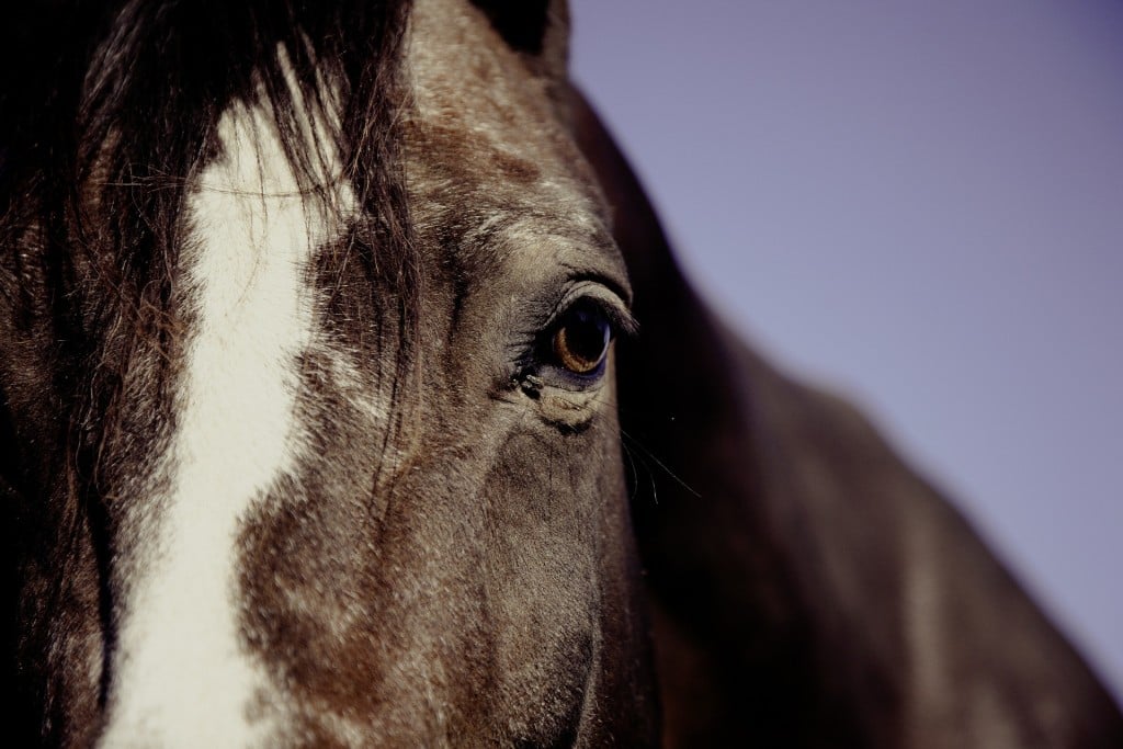 Oregon man donates $1M to benefit Kentucky horse competition