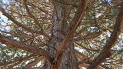 This photo shows a sequoia on Wednesday
