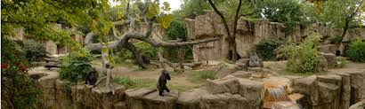 Cincinnati Zoo Gorilla Habitat