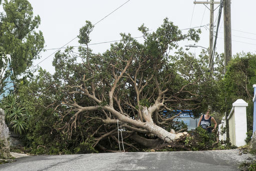 An area resident attempts to pass a tree downed by the high winds of Hurricane Nicole