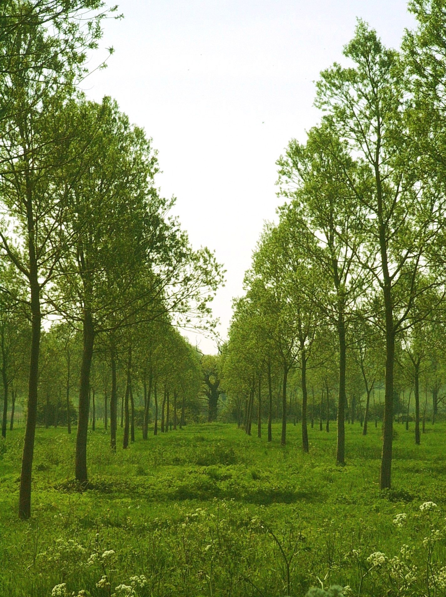 Calling all tree huggers Come help break Guinness record ABC 36 News