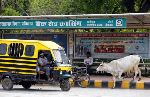 A stray cow walks past a bus stop in Allahabad
