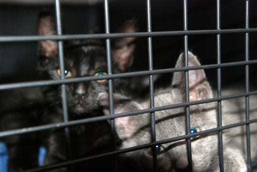 Stray kittens are seen in a cage at a mobile spay and neuter clinic run by the animal welfare group Poi Dogs and Popoki in Haleiwa