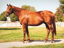Point Given thoroughbred race horse.  Won the 2001 Preakness and Belmont and retired from stud at Calumet Farm to the Hall of Champions at Kentucky Horse Park