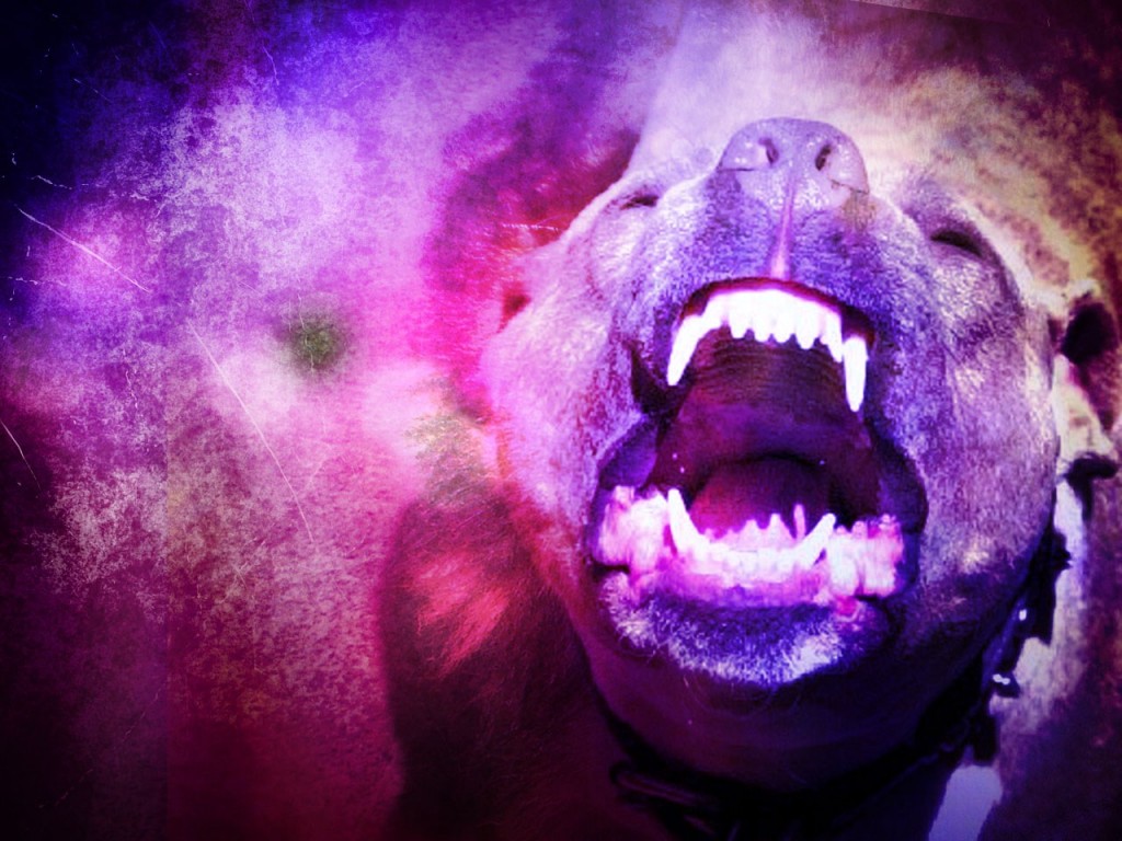 Animal