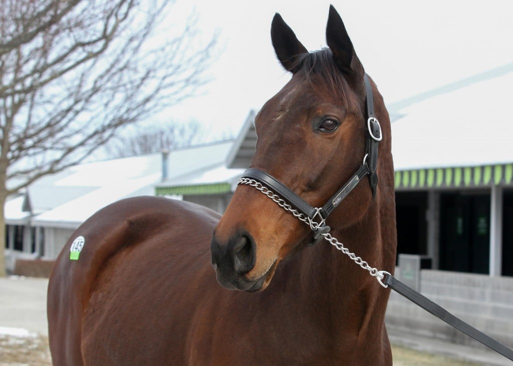 Siren Serenade sells for $1.025 million to top opening day of January Horses of All Ages Sale at Keeneland 1-9-17