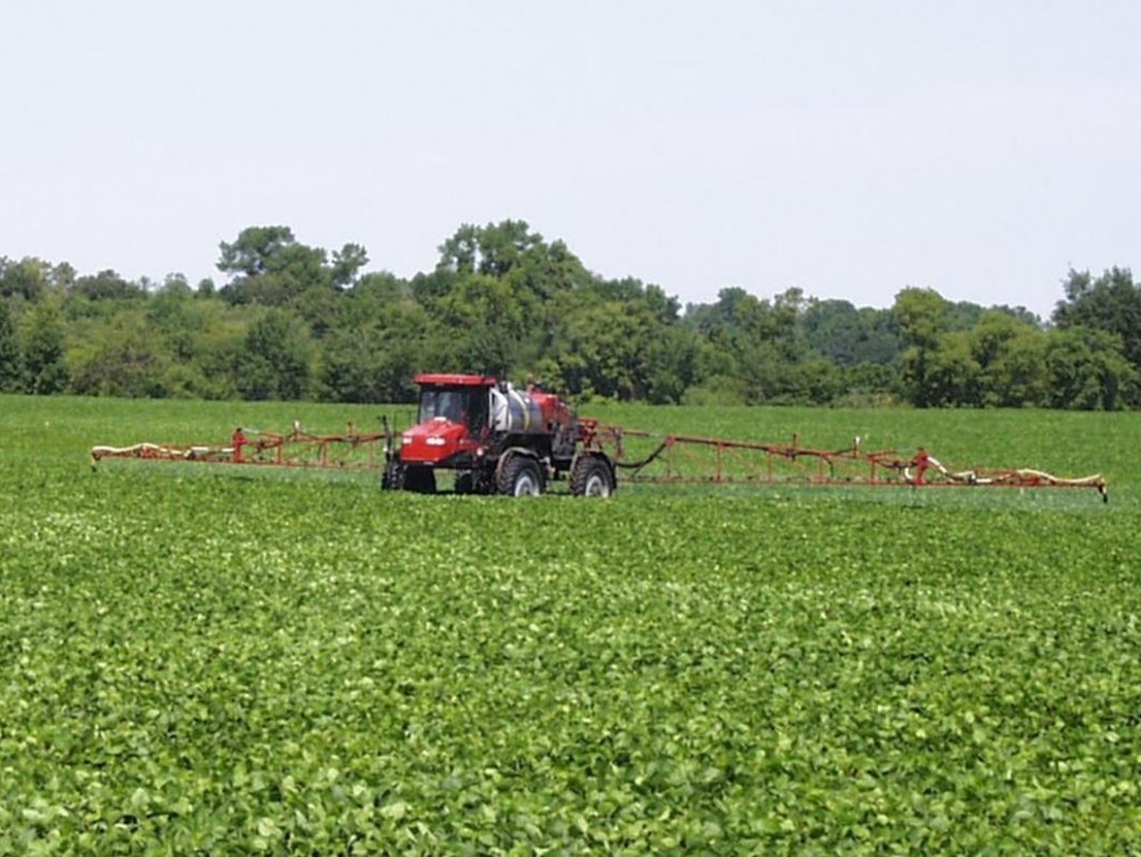 Soybean