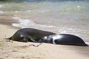 A Hawaiian monk seal pup