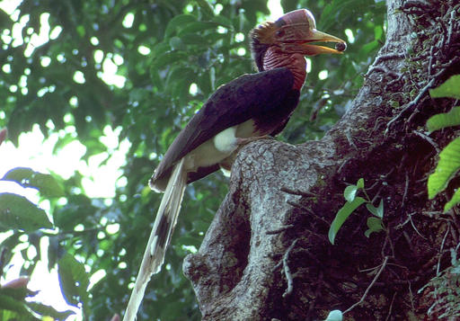 In this undated photo supplied by the Wildlife Conservation Society