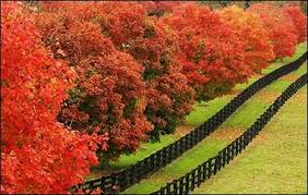 Fall foliage in Kentucky