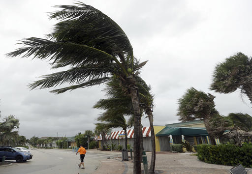 Palm trees sway in high gusts of wind