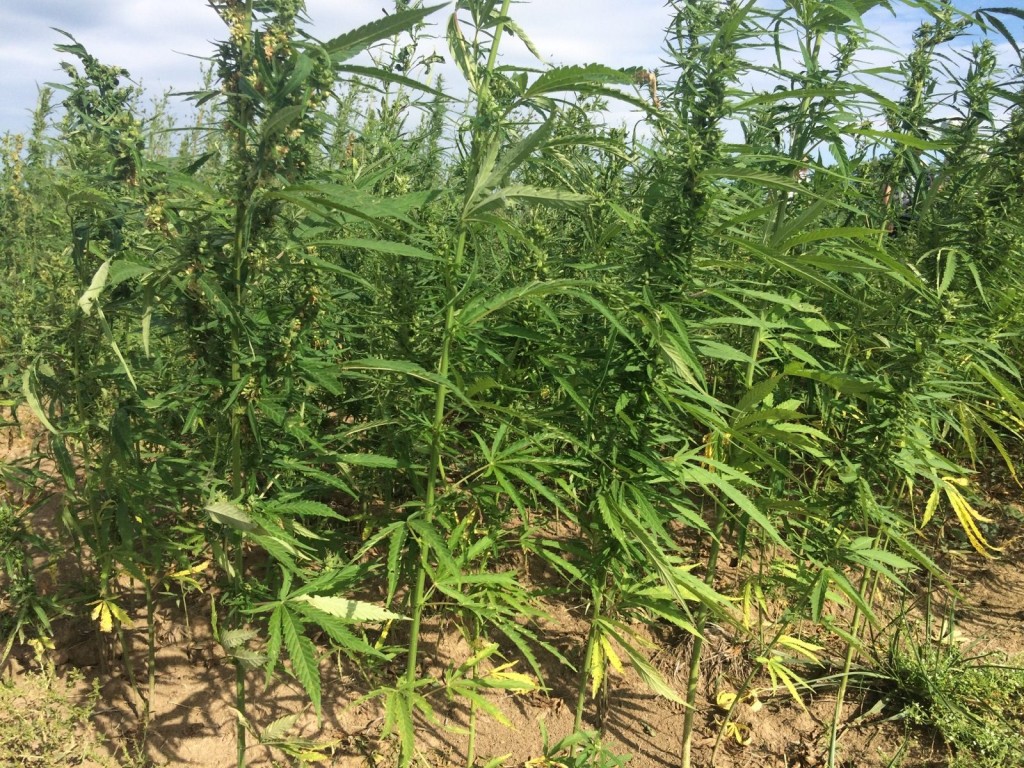 Industrial Hemp