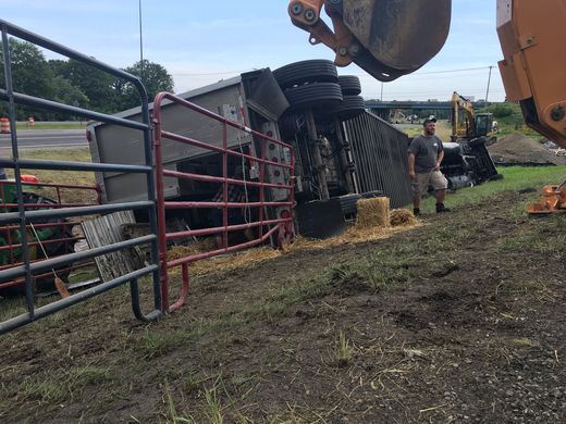 Cattle killed when truck driver from Stanton crashed in Indiana.  Photo courtesy of The Star Press of Muncie