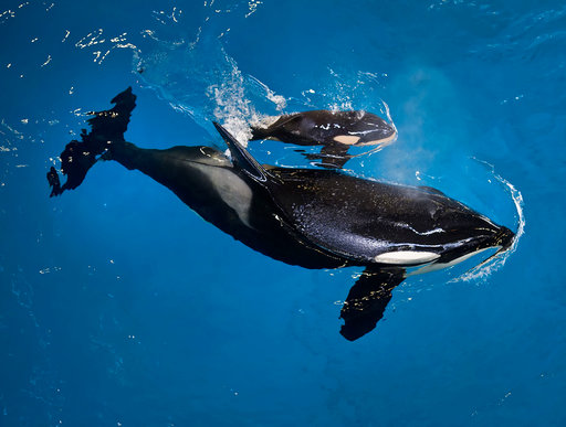 In this image provided by SeaWorld Parks & Entertainment orca Takara helps guide her newborn to the water's surface at SeaWorld San Antonio