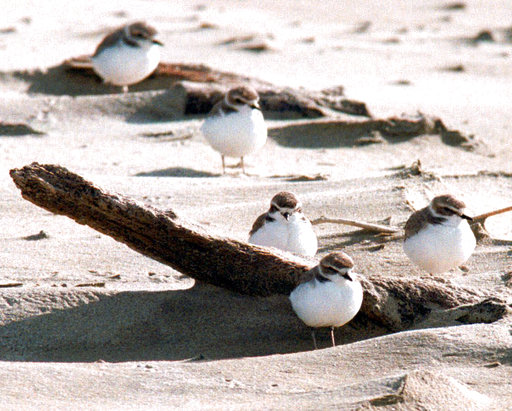 FILE- In this undated file photo