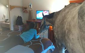 Horse in Super 8 Motel in Georgetown as its pet-friendly policy is tested