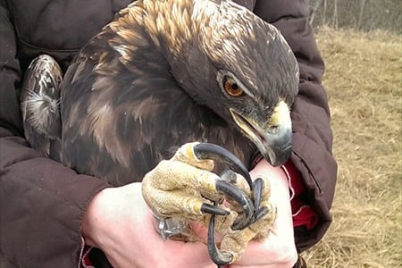 Golden Eagle Claw. : r/Damnthatsinteresting