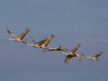 Sandhill Cranes