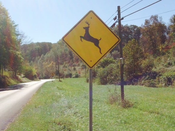 Deer