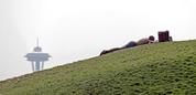 A man sunbathes in view of the Space Needle