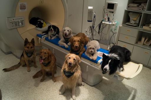 In this undated photo provided by the MR Research Center some trained dogs involved in a study to investigate how dog brains process speech sit around a scanner in Budapest
