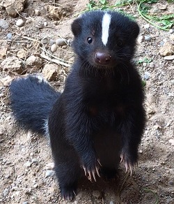 Striped skunk at the Salato Wildlife Education Center.